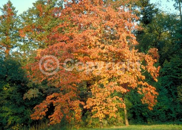 White blooms; Deciduous; Broadleaf; North American Native