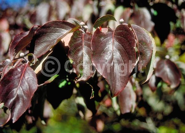 Pink blooms; Deciduous; Broadleaf; North American Native