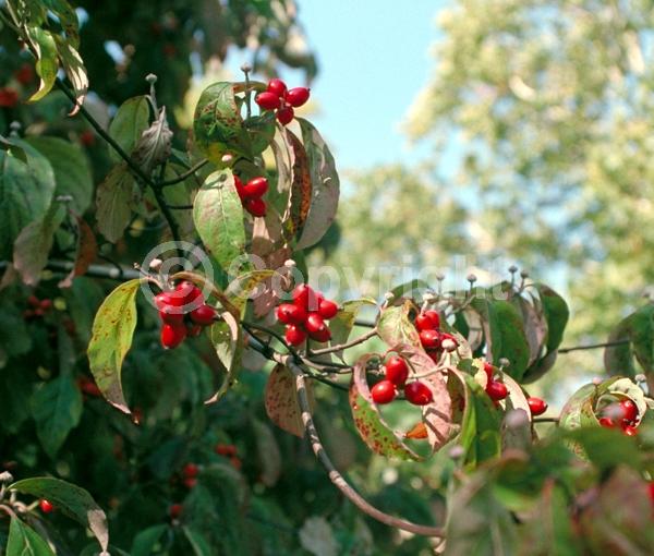 White blooms; Deciduous; Broadleaf; North American Native