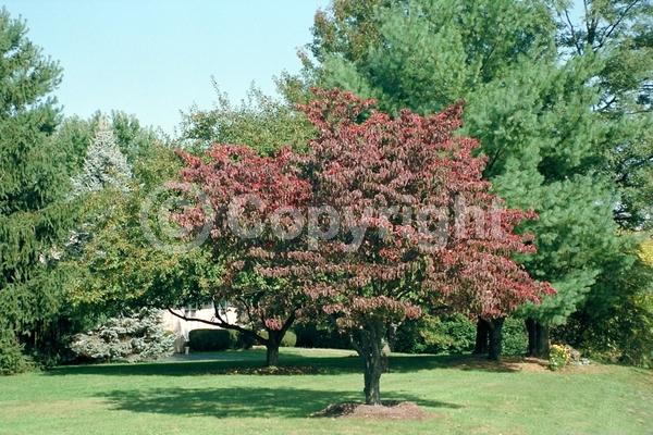 White blooms; Deciduous; Broadleaf; North American Native