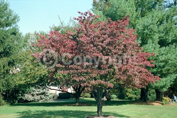 White blooms; Deciduous; Broadleaf; North American Native