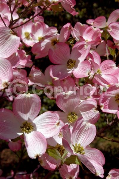 White blooms; Deciduous; Broadleaf; North American Native