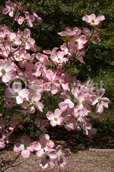 White blooms; Deciduous; Broadleaf; North American Native