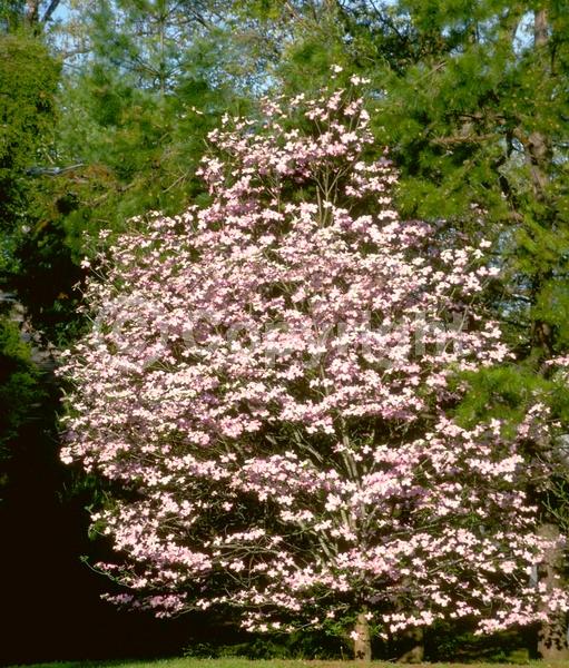 Pink blooms; Deciduous; Broadleaf; North American Native