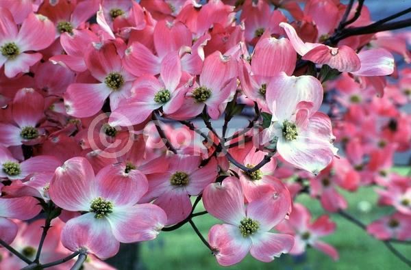 Pink blooms; Deciduous; Broadleaf; North American Native