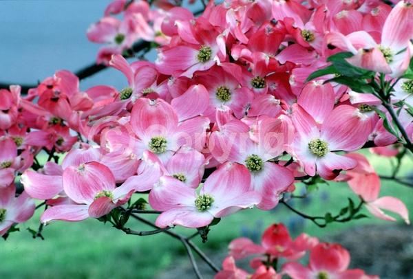 Pink blooms; Deciduous; Broadleaf; North American Native