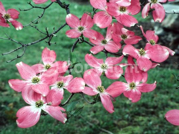 Pink blooms; Deciduous; Broadleaf; North American Native
