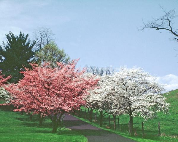 White blooms; Deciduous; Broadleaf; North American Native