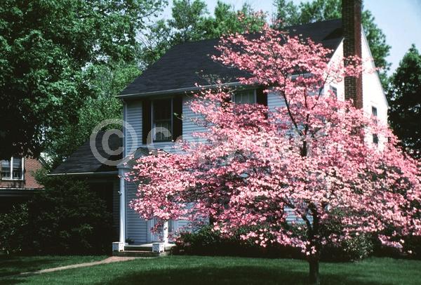 Pink blooms; Deciduous; Broadleaf; North American Native