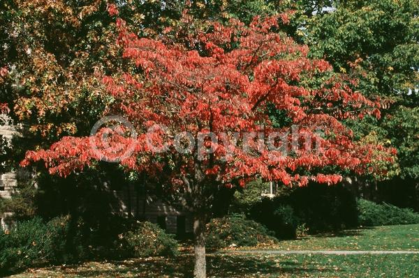White blooms; Deciduous; Broadleaf; North American Native