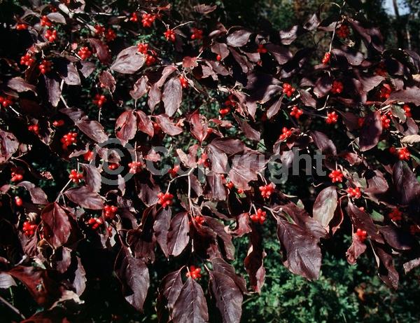 White blooms; Deciduous; Broadleaf; North American Native