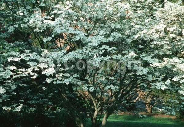 White blooms; Deciduous; Broadleaf; North American Native