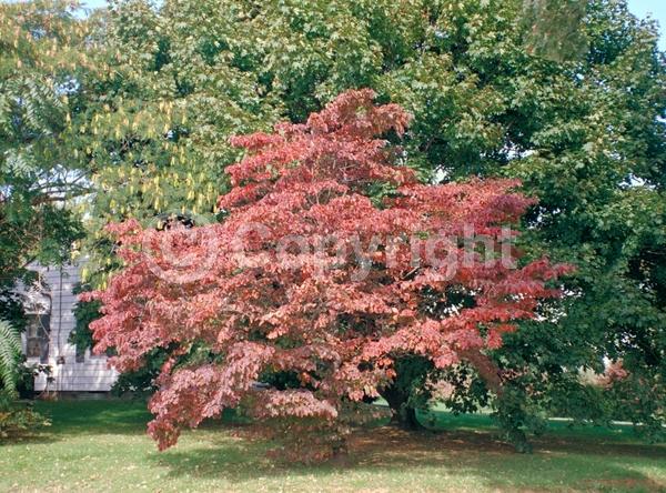 White blooms; Deciduous; Broadleaf; North American Native