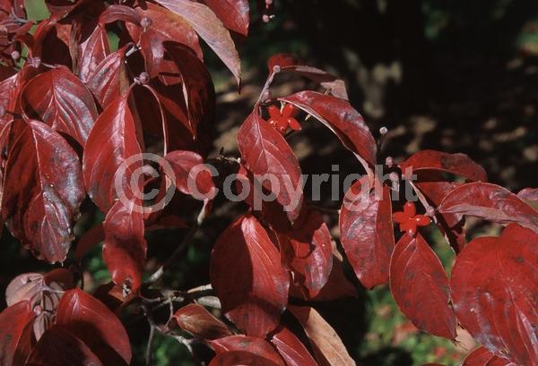White blooms; Deciduous; Broadleaf; North American Native