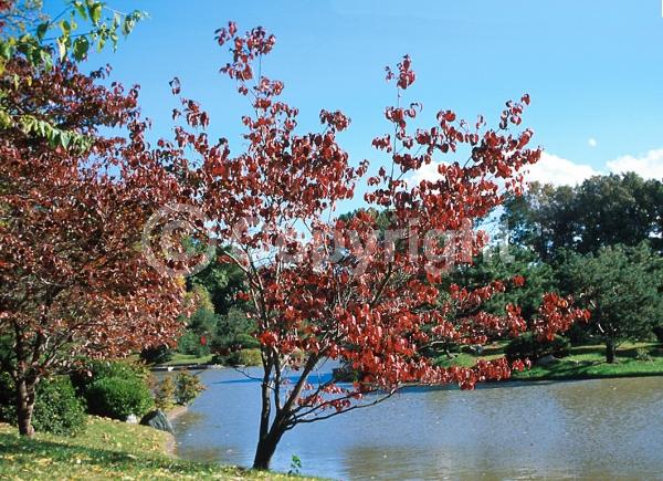 White blooms; Deciduous; Broadleaf; North American Native