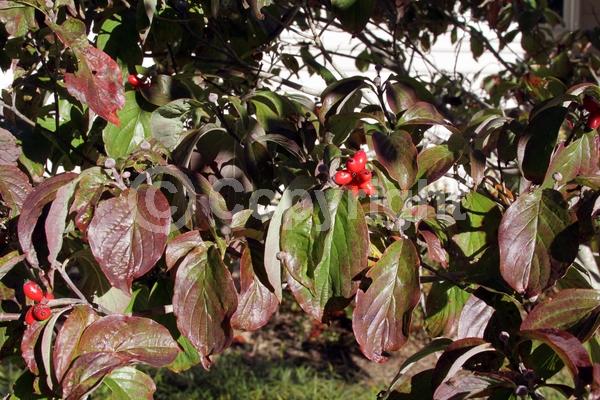 Pink blooms; Deciduous; Broadleaf; North American Native
