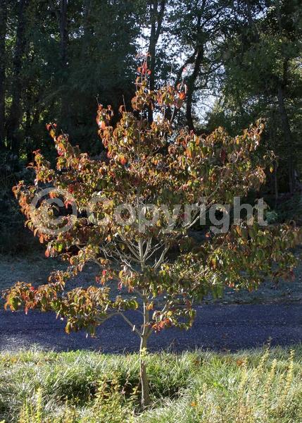 Pink blooms; Deciduous; Broadleaf; North American Native