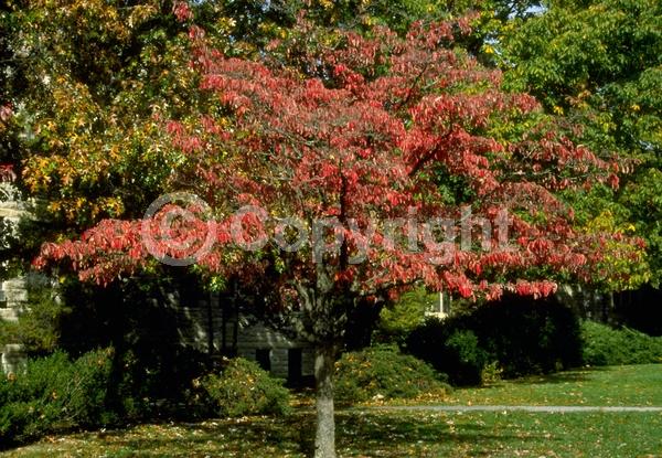 White blooms; Deciduous; Broadleaf; North American Native
