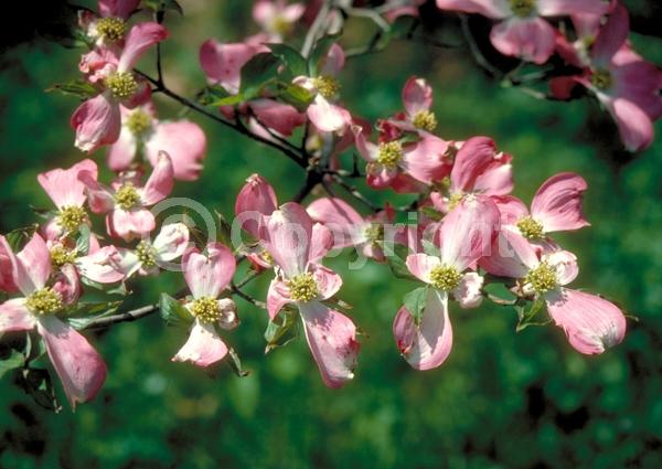 Red blooms; Deciduous; Broadleaf