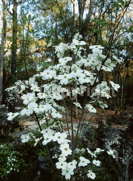 White blooms; Deciduous; Broadleaf