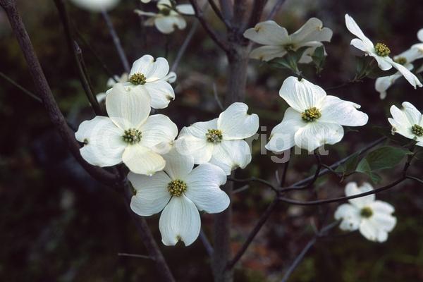 White blooms; Deciduous; Broadleaf