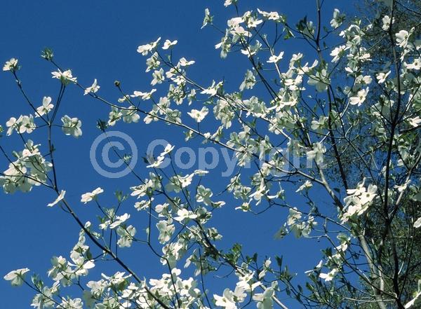 White blooms; Deciduous; Broadleaf