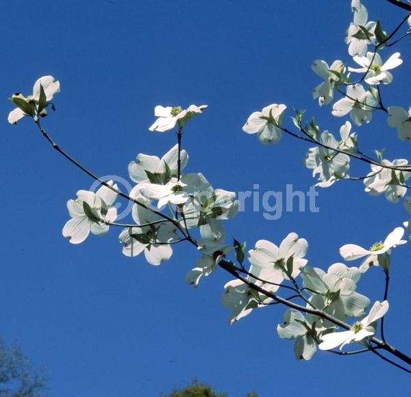 White blooms; Deciduous; Broadleaf