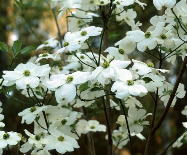 White blooms; Deciduous; Broadleaf