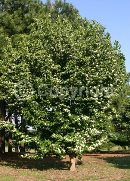 White blooms; Deciduous; Broadleaf