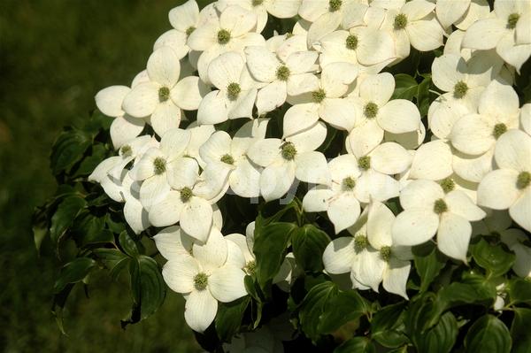 White blooms; Deciduous; Broadleaf
