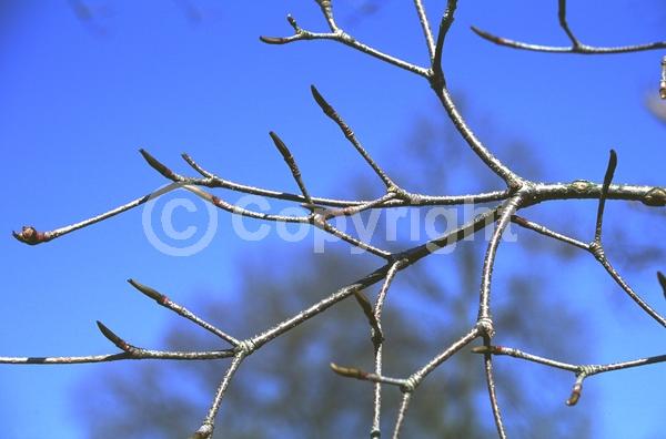 White blooms; Deciduous; Broadleaf