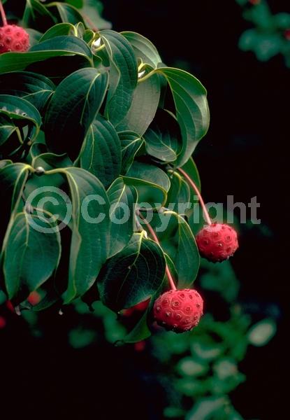 White blooms; Deciduous; Broadleaf