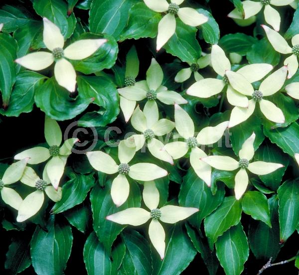 White blooms; Deciduous; Broadleaf