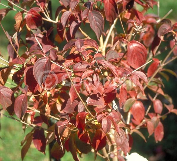 White blooms; Deciduous; Broadleaf