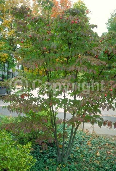 White blooms; Deciduous; Broadleaf