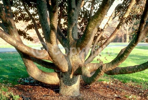 White blooms; Deciduous; Broadleaf