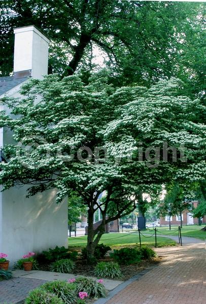 White blooms; Deciduous; Broadleaf