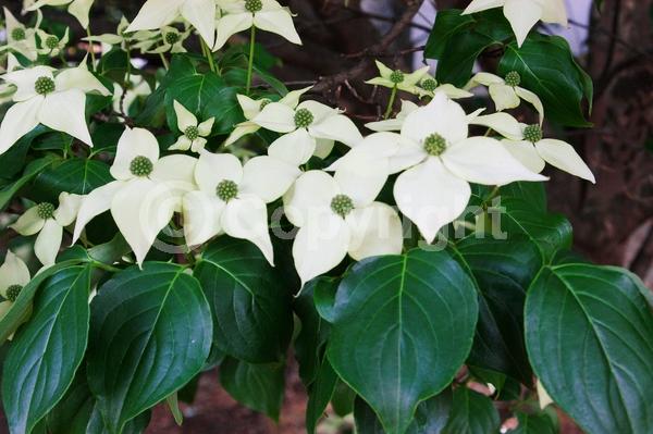 White blooms; Deciduous; Broadleaf
