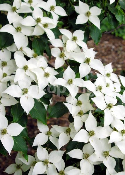 White blooms; Deciduous; Broadleaf