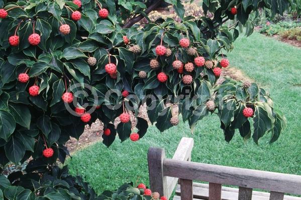 White blooms; Deciduous; Broadleaf