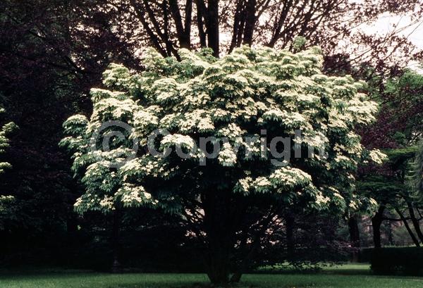 White blooms; Deciduous; Broadleaf