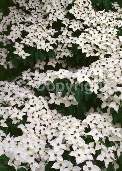White blooms; Deciduous; Broadleaf