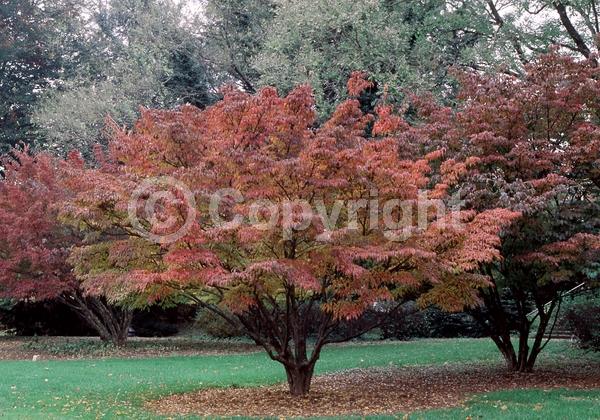 White blooms; Deciduous; Broadleaf