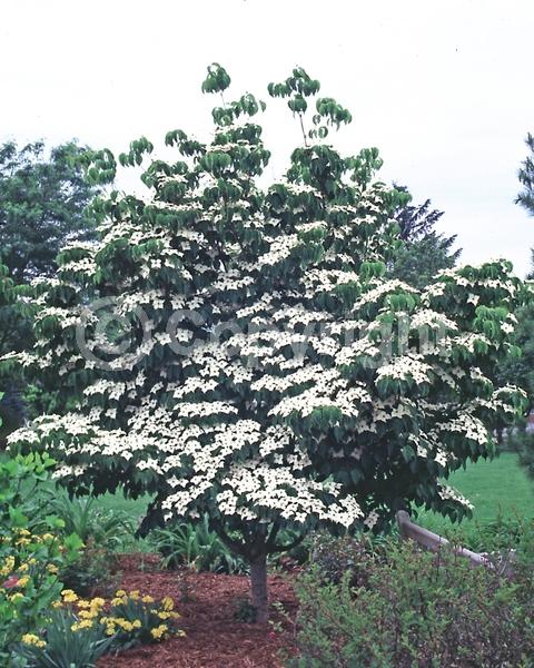 White blooms; Deciduous; Broadleaf