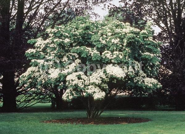 White blooms; Deciduous; Broadleaf