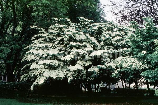 White blooms; Deciduous; Broadleaf