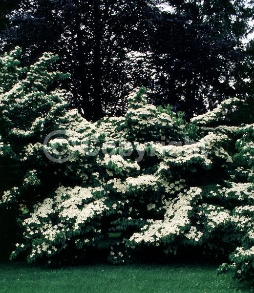 White blooms; Deciduous; Broadleaf