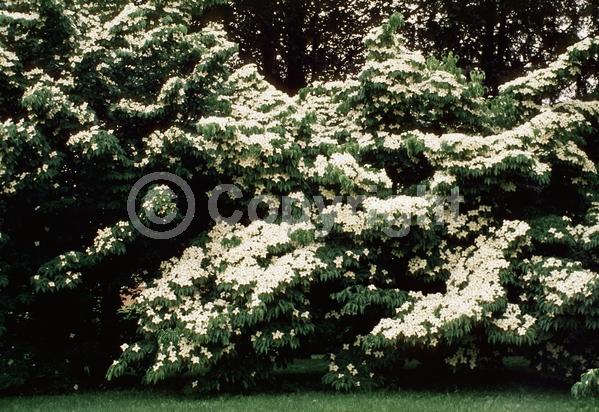 White blooms; Deciduous; Broadleaf