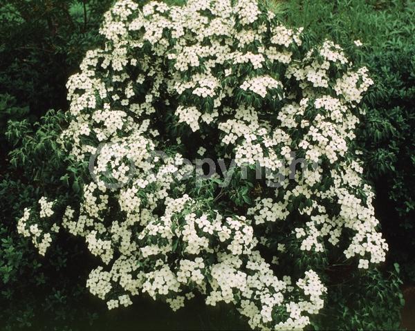 White blooms; Deciduous; Broadleaf