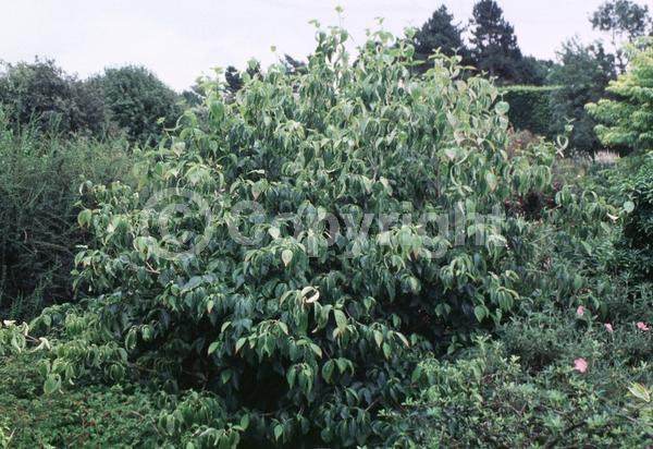White blooms; Evergreen; Semi-evergreen; Broadleaf